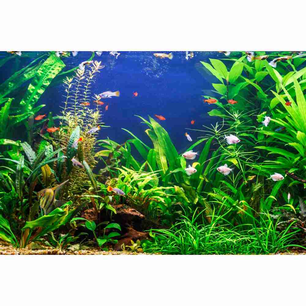 Fondo de fotografía de fondo m - Aquarium Marine World reseña y precio